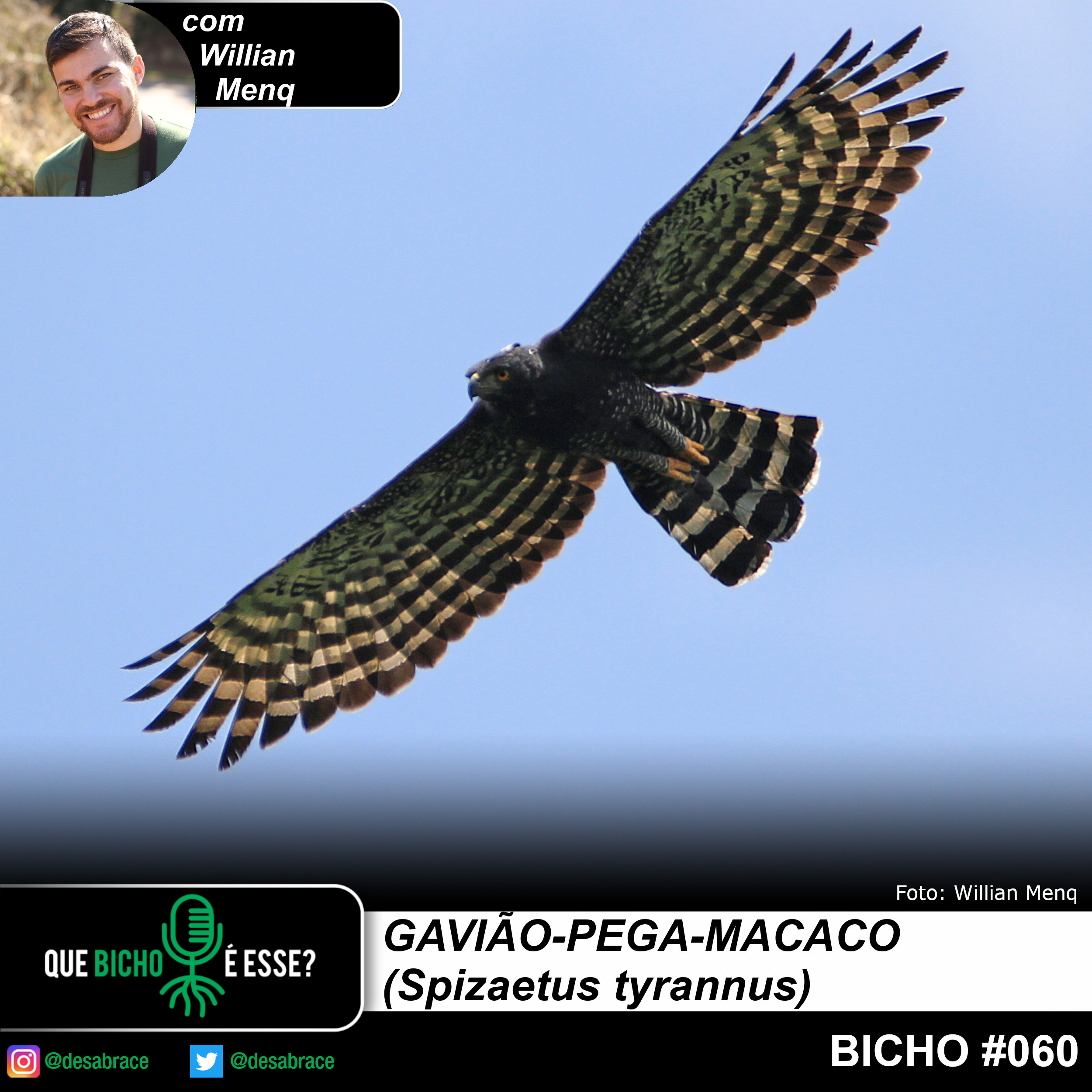 #vAPODN: gavião-pega-macaco (Spizaetus tyrannus)